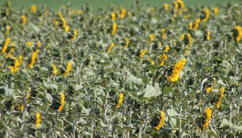 Oferta y uso regional de girasol 2025/26: la Bolsa de Comercio de Rosario proyecta mayor producción y aumento del procesamiento