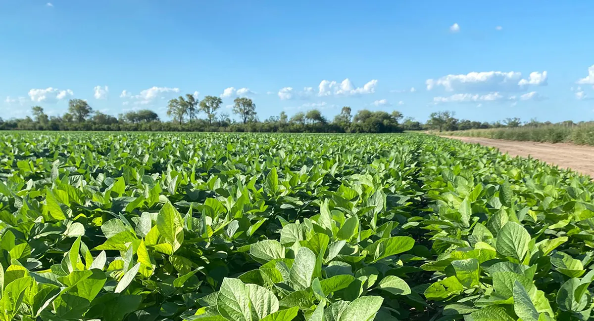 Las lluvias en el oeste bonaerense mejoran la condición hídrica mientras avanzan las campañas de soja, maíz, girasol y sorgo