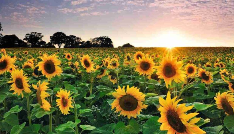 Rindes históricos empujan al girasol mientras la falta de agua recorta la proyección de maíz