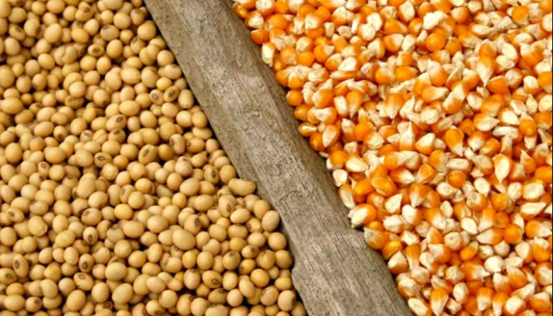 Maíz, soja y trigo: el reporte semanal muestra ajustes productivos y movimientos dispares de precios