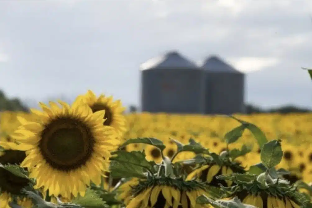 El complejo girasolero lidera el crecimiento exportador y proyecta una cosecha récord de 6,2 millones de toneladas