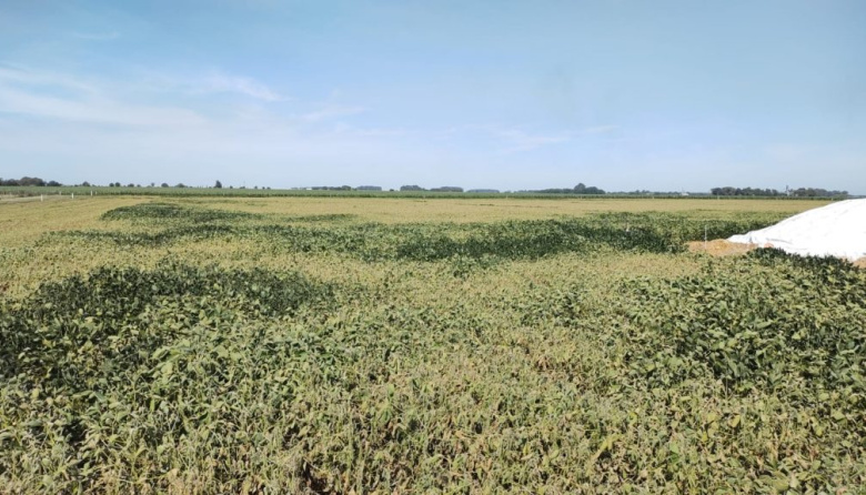 Toma impulso la cosecha de maíz mientras las lluvias mejoran la condición de la soja