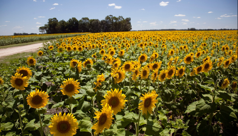La molienda de girasol marcó en enero su nivel más alto en 13 años