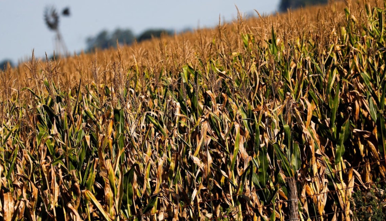 El maíz acelera ventas y la soja repunta en Chicago en la previa de la campaña gruesa