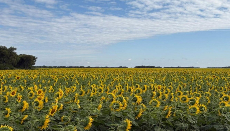 Lluvias recientes sostienen la soja y el maíz mientras avanza la cosecha de girasol