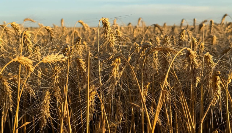 Presentaron el informe institucional de calidad del trigo de la campaña 2025/2026