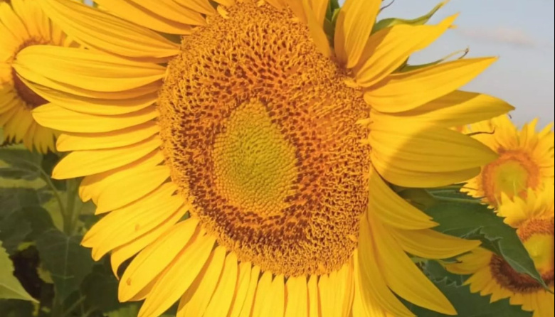 La campaña de girasol podría generar exportaciones por hasta US$ 3.200 millones