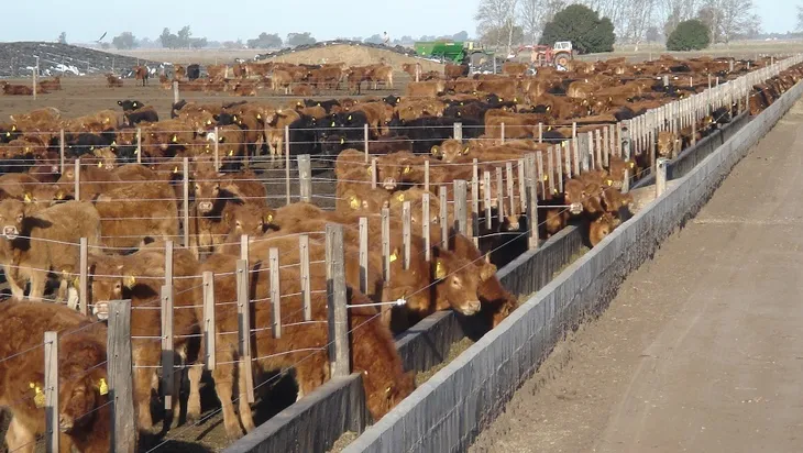 Los feedlots alcanzan un récord de 1,88 millones de cabezas y cambian el perfil de la hacienda en corrales