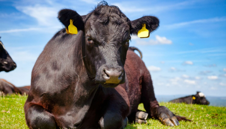 La carne vacuna lidera las subas en los precios internacionales de alimentos