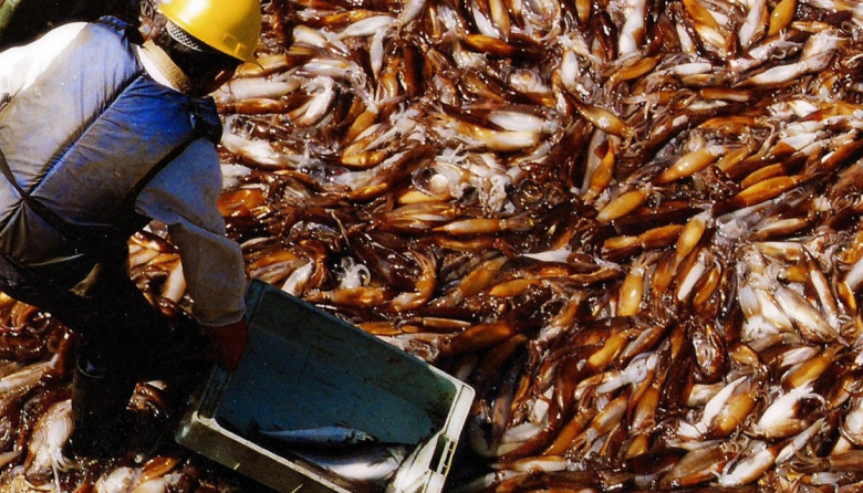 La captura de calamar marca un récord histórico y supera las 120.000 toneladas en el primer bimestre