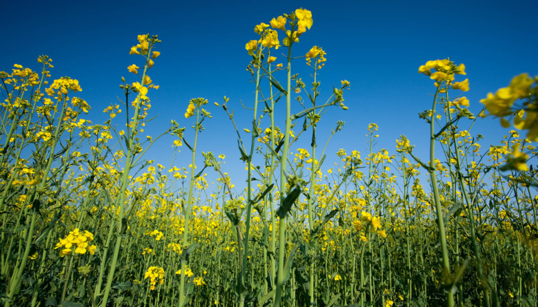 Lanzamiento de las herramientas de Crucíferas del PACN