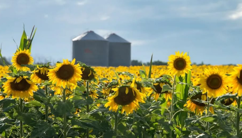 Ajustes en la campaña: crece la producción de girasol por mayor área y cae la del sorgo
