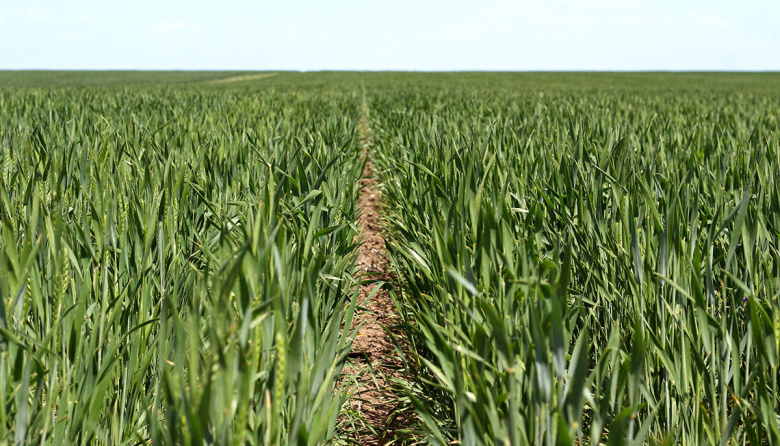 Fondos retoman posiciones alcistas en trigo tras cuatro años impulsados por clima y tensión geopolítica