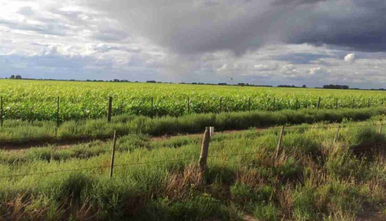 El clima transita de La Niña hacia un posible evento de El Niño en la próxima campaña