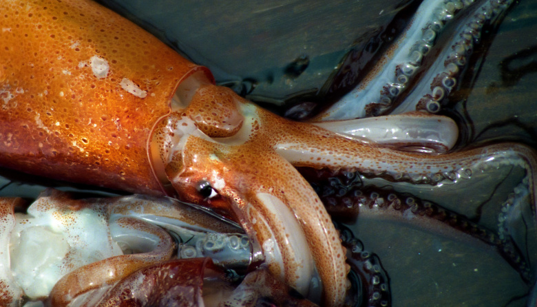 INIDEP evalúa a los reclutas del stock bonaerense norpatagónico del calamar argentino