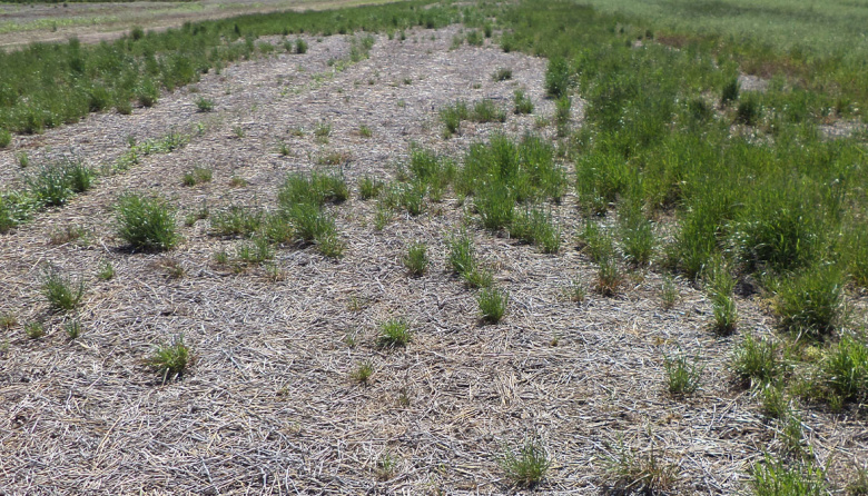 INTA Pergamino y Chacra Barrow identificaron un nuevo biotipo de raigrás con resistencia múltiple a glifosato y a las tres familias de graminicidas