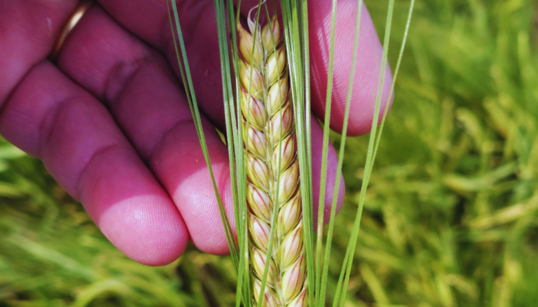 El INTA presentó Beatriz INTA, una nueva cebada cervecera con el mejor comportamiento a frío del mercado y alto potencial de rendimiento