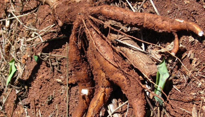 CONINAGRO: cuatro actividades en verde, seis en amarillo y nueve en rojo en febrero de 2026