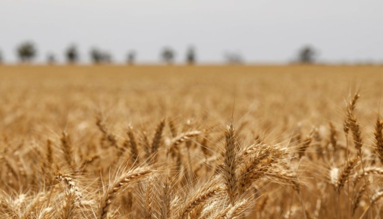 Trigo 2026/27: El laberinto de márgenes que deja el conflicto en Medio Oriente