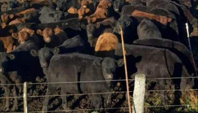 El USDA proyecta una caída del 1% en la producción mundial de carne vacuna y Argentina aparece bien posicionada en el nuevo mapa comercial