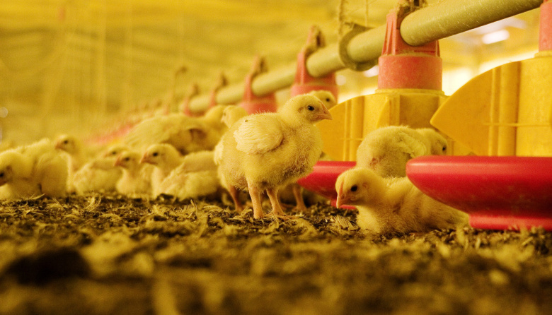 Argentina restituye su estatus de país libre de influenza aviar altamente patógena