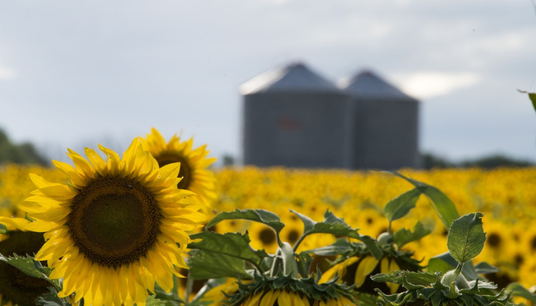 La cosecha de girasol argentino alcanzó su nivel más alto en 27 años y desafía la logística portuaria