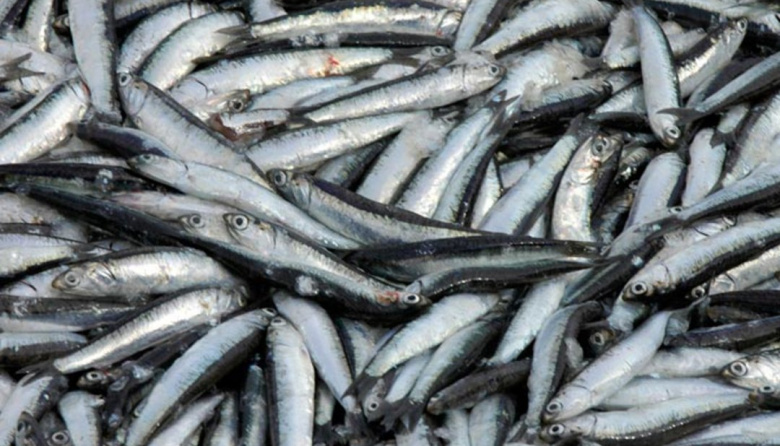 El CFP asignó cuotas de reserva social y habilitó la pesca de anchoíta en zona de veda