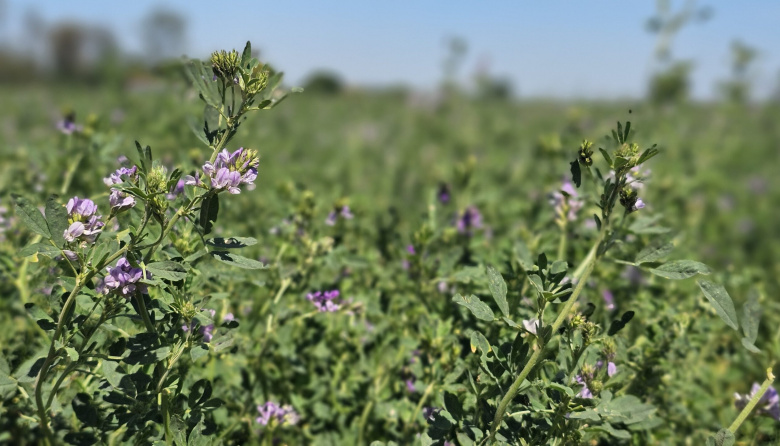 Las exportaciones de alfalfa crecieron casi un 92% en el primer trimestre y sostienen tres años de alza consecutiva