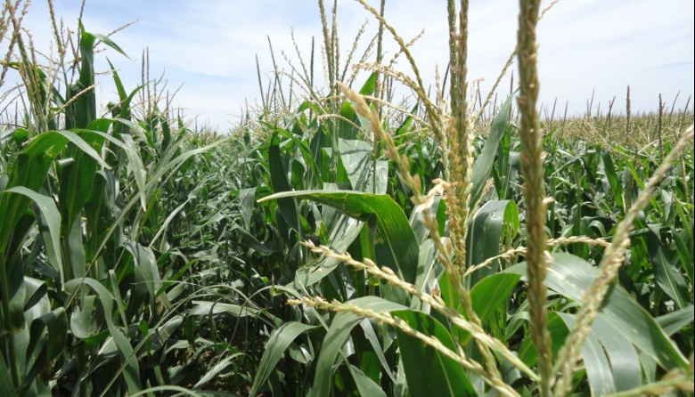 El Gobierno amplió la baja gradual de retenciones al maíz, el girasol y el sorgo desde enero de 2027