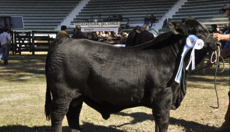 El Gobierno Nacional implementó beneficios impositivos para incentivar el mejoramiento genético animal
