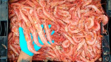 Langostino. Chubut a punto de lograr la certificación MSC