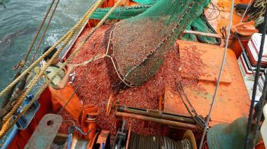 Langostino Chubut: Temporada récord de capturas, mercados con poca demanda