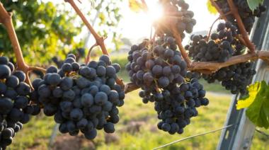 Balance 2024 del vino argentino: las bodegas cerraron un año con superávit de premios y déficit de ventas