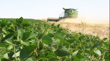 La soja pierde terreno: el cultivo que más poder adquisitivo resignó en el último año
