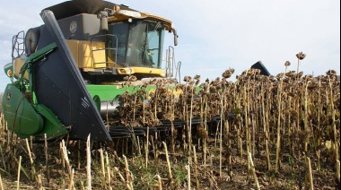 Avance de cosecha de girasol con rindes buenos, pero riesgo climático latente