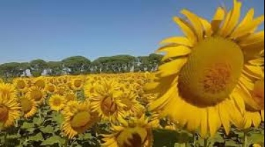 Campaña 2024/25: el girasol aportó más de U$S 2.000 millones a la economía argentina