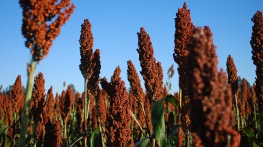 El sorgo argentino se consolida con más siembra, mayor producción y fuerte perfil exportador