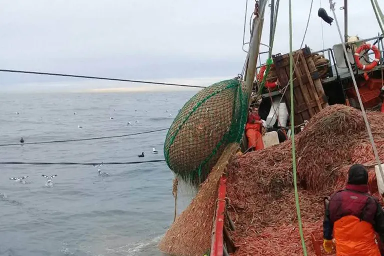 Ajustan velocidad nocturna para prevenir pesca encubierta de langostino