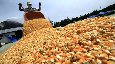 Reporte del mercado de granos: negociaciones EE.UU.-Vietnam amenazan al maíz y la harina de soja argentinos
