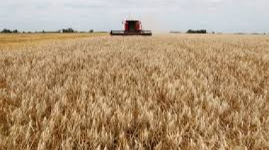 Prorrogan la baja de retenciones para el trigo y la cebada hasta marzo de 2026: Vuelven a subir para la soja y el girasol