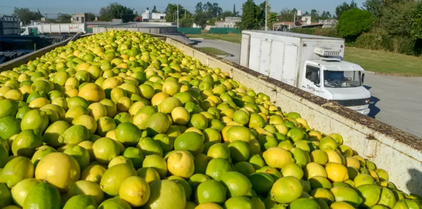 Chile abre su mercado a limones frescos de Argentina: Senasa logra acuerdo fitosanitario
