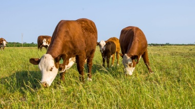 Guerra de aranceles: Argentina se posiciona ante un nuevo escenario global de carne vacuna tras medidas de EE.UU. a Brasil