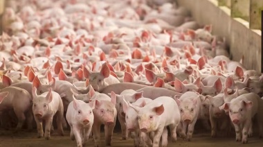 Aranceles: China eleva al 87% las tarifas a la carne de cerdo y aves de EE.UU. a partir del 1 de Agosto