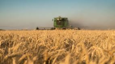 Trigo a precios de cosecha y maíz domina la actividad en un primer semestre de repunte de la molienda de soja