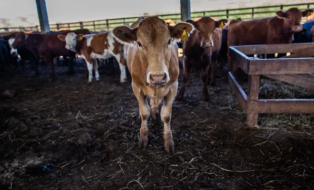 Estados Unidos impone aranceles del 76,4% a la carne de Brasil, dejándola fuera de su mercado