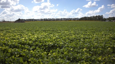 Soja y calidad genética: El gobierno Nacional aprueba marcadores ópticos con inteligencia artificial para la identificación varietal