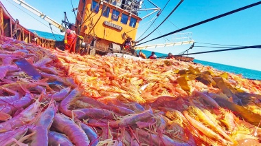 Autorizan la pesca comercial de langostino en Subárea 4 tras resultados positivos de la prospección