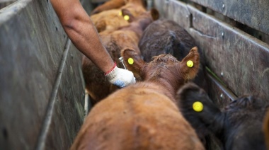 La producción de carne crece, pero la faena en niveles altos compromete la recomposición del stock ganadero