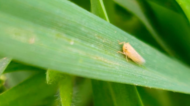 La plaga de la chicharrita retrocede en todo el país y lleva tranquilidad a la siembra de maíz temprano