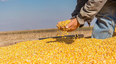 El mercado de granos, con rumbos opuestos: ventas activas de soja y un ritmo lento para el maíz y el trigo